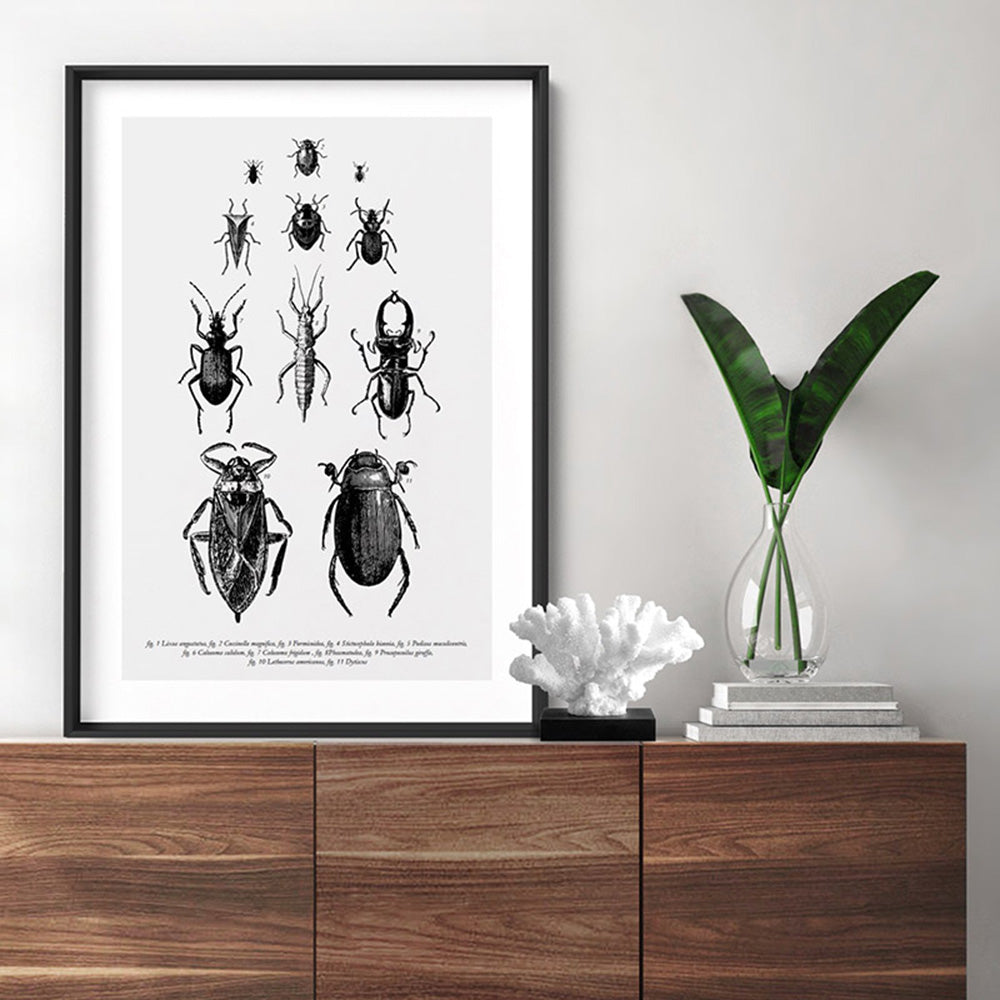 Bugs & Insects Entomology - Art Print, Poster, Stretched Canvas or Framed Wall Art Prints, shown framed in a room