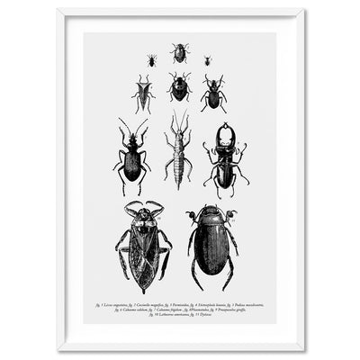 Bugs & Insects Entomology - Art Print, Poster, Stretched Canvas, or Framed Wall Art Print, shown in a white frame