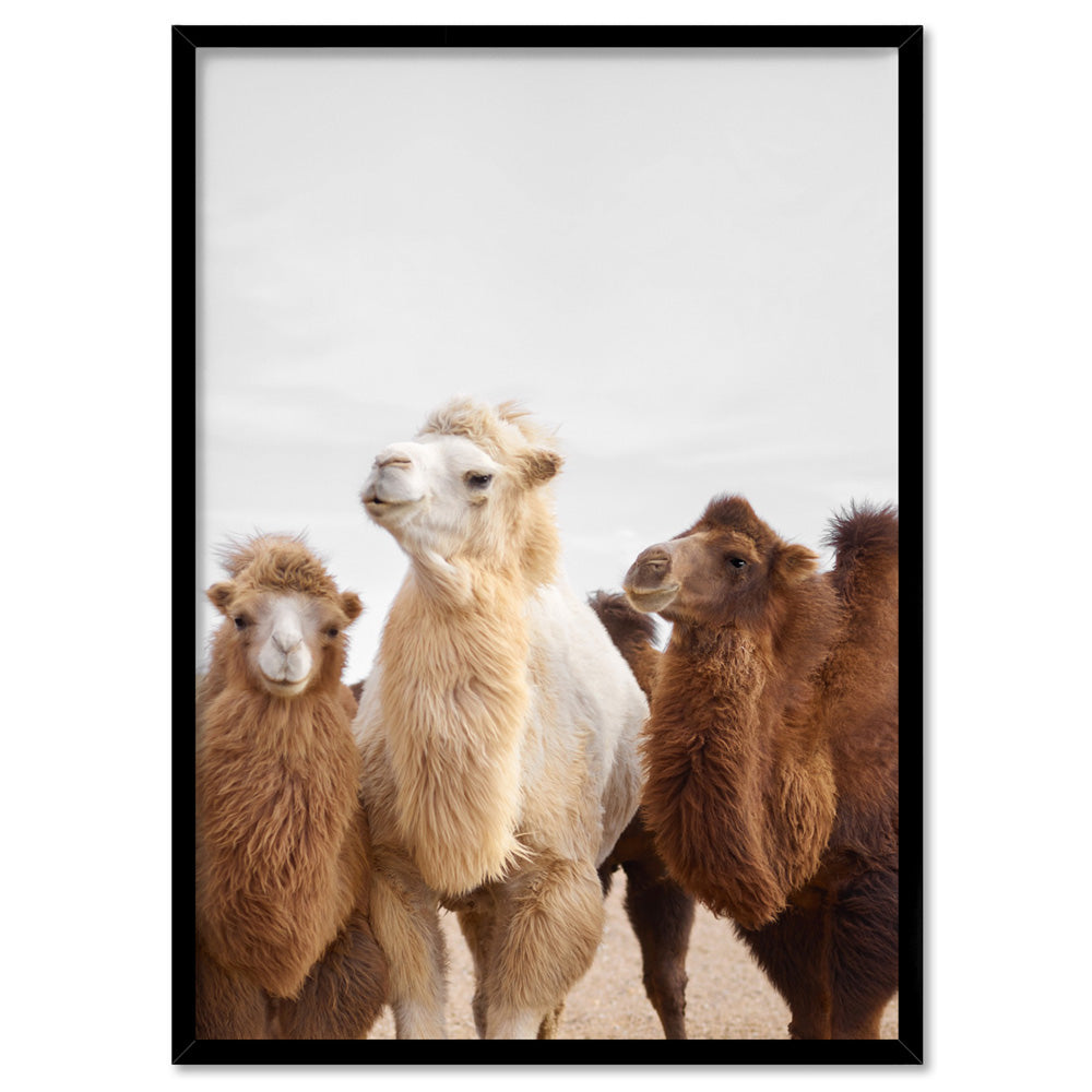 The Pack | Alpaca Trio - Art Print, Poster, Stretched Canvas, or Framed Wall Art Print, shown in a black frame