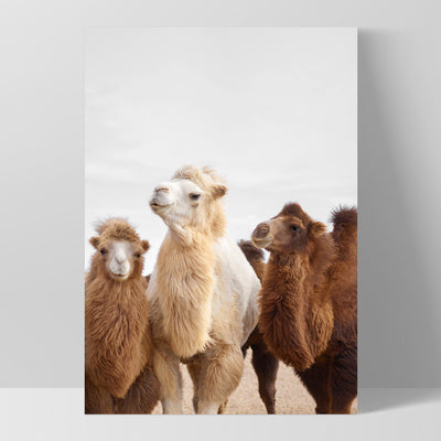 The Pack | Alpaca Trio - Art Print, Poster, Stretched Canvas, or Framed Wall Art Print, shown as a stretched canvas or poster without a frame