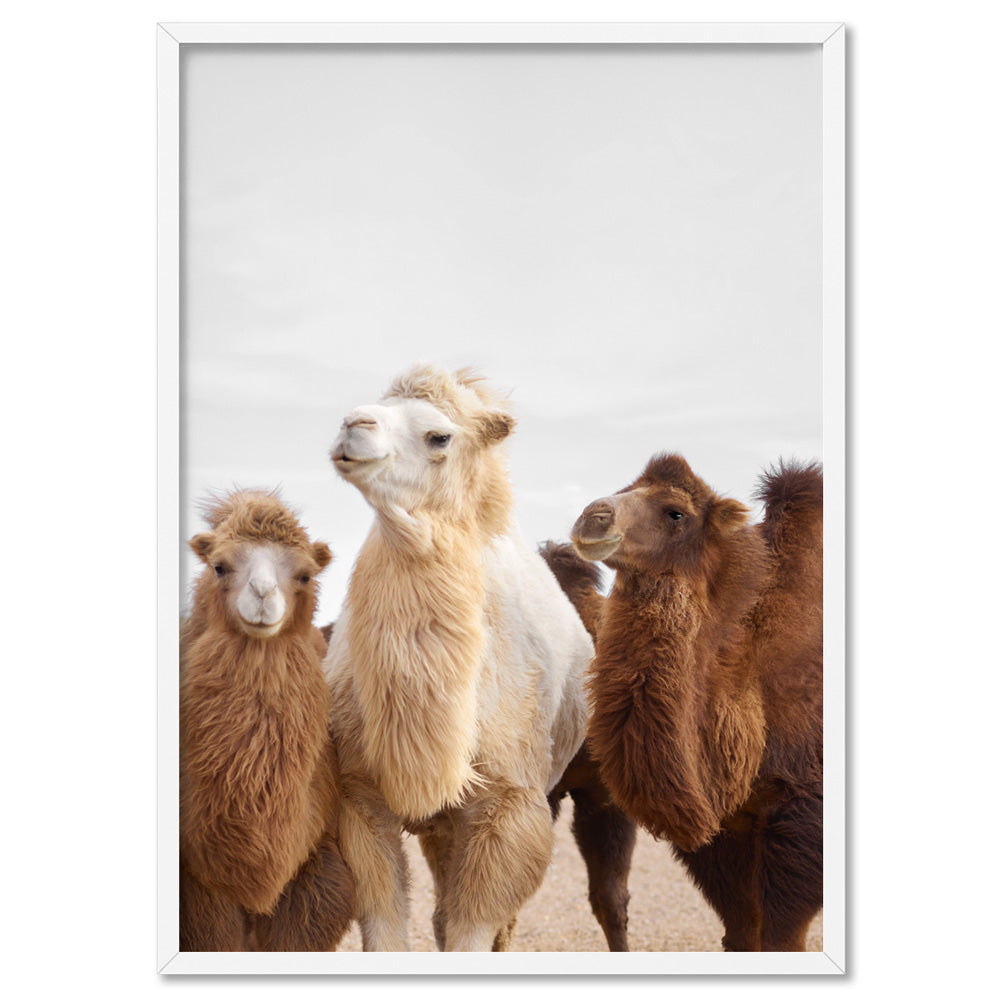 The Pack | Alpaca Trio - Art Print, Poster, Stretched Canvas, or Framed Wall Art Print, shown in a white frame