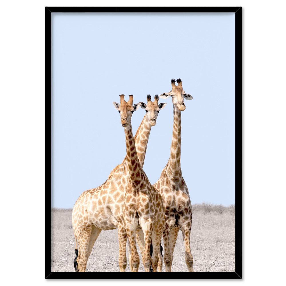 Giraffe Trio on Safari - Art Print, Poster, Stretched Canvas, or Framed Wall Art Print, shown in a black frame