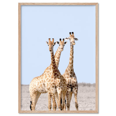 Giraffe Trio on Safari - Art Print, Poster, Stretched Canvas, or Framed Wall Art Print, shown in a natural timber frame