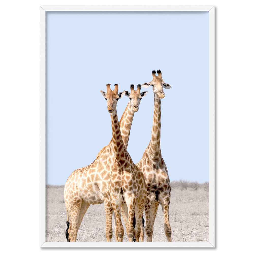 Giraffe Trio on Safari - Art Print, Poster, Stretched Canvas, or Framed Wall Art Print, shown in a white frame