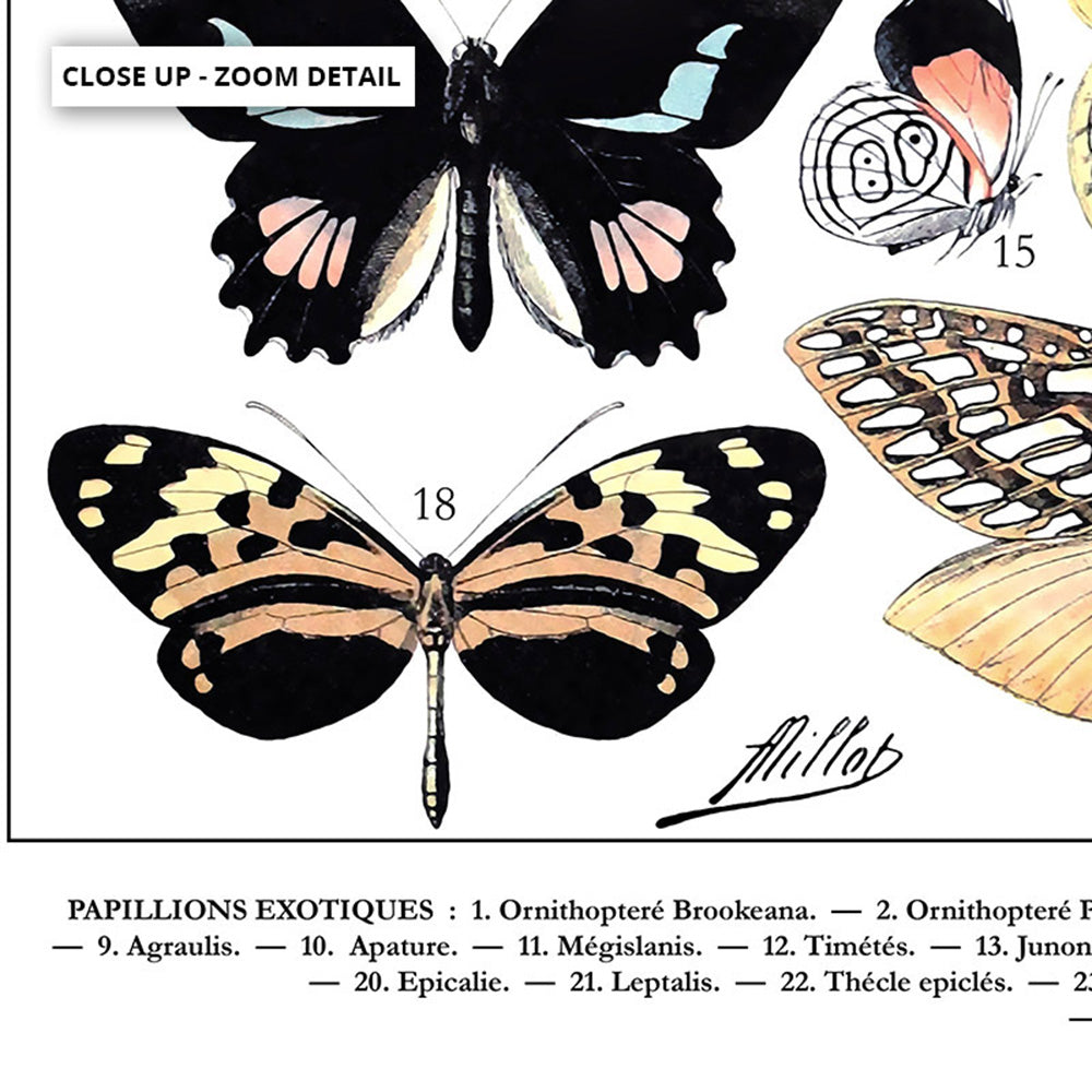 Papillons I Vintage Illustration by Adolphe Millot - Art Print, Poster, Stretched Canvas or Framed Wall Art, Close up View of Print Resolution