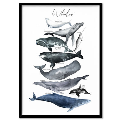 Whales of The World Chart in Watercolour  - Art Print, Poster, Stretched Canvas, or Framed Wall Art Print, shown in a black frame