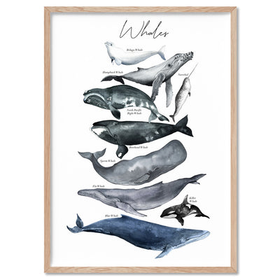 Whales of The World Chart in Watercolour  - Art Print, Poster, Stretched Canvas, or Framed Wall Art Print, shown in a natural timber frame
