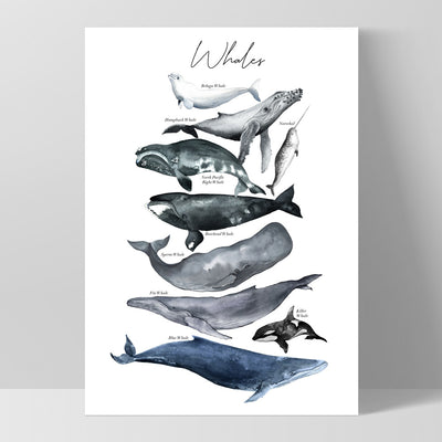 Whales of The World Chart in Watercolour  - Art Print, Poster, Stretched Canvas, or Framed Wall Art Print, shown as a stretched canvas or poster without a frame