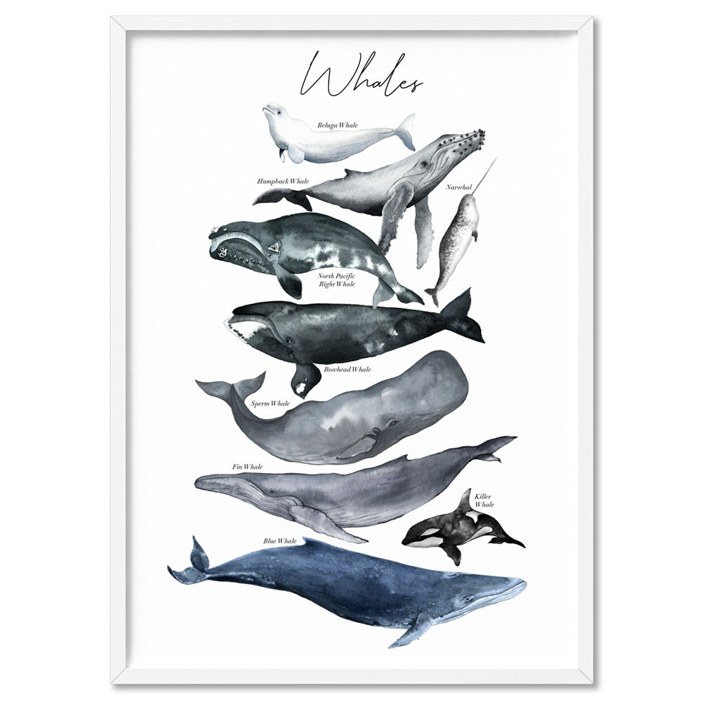 Whales of The World Chart in Watercolour  - Art Print, Poster, Stretched Canvas, or Framed Wall Art Print, shown in a white frame