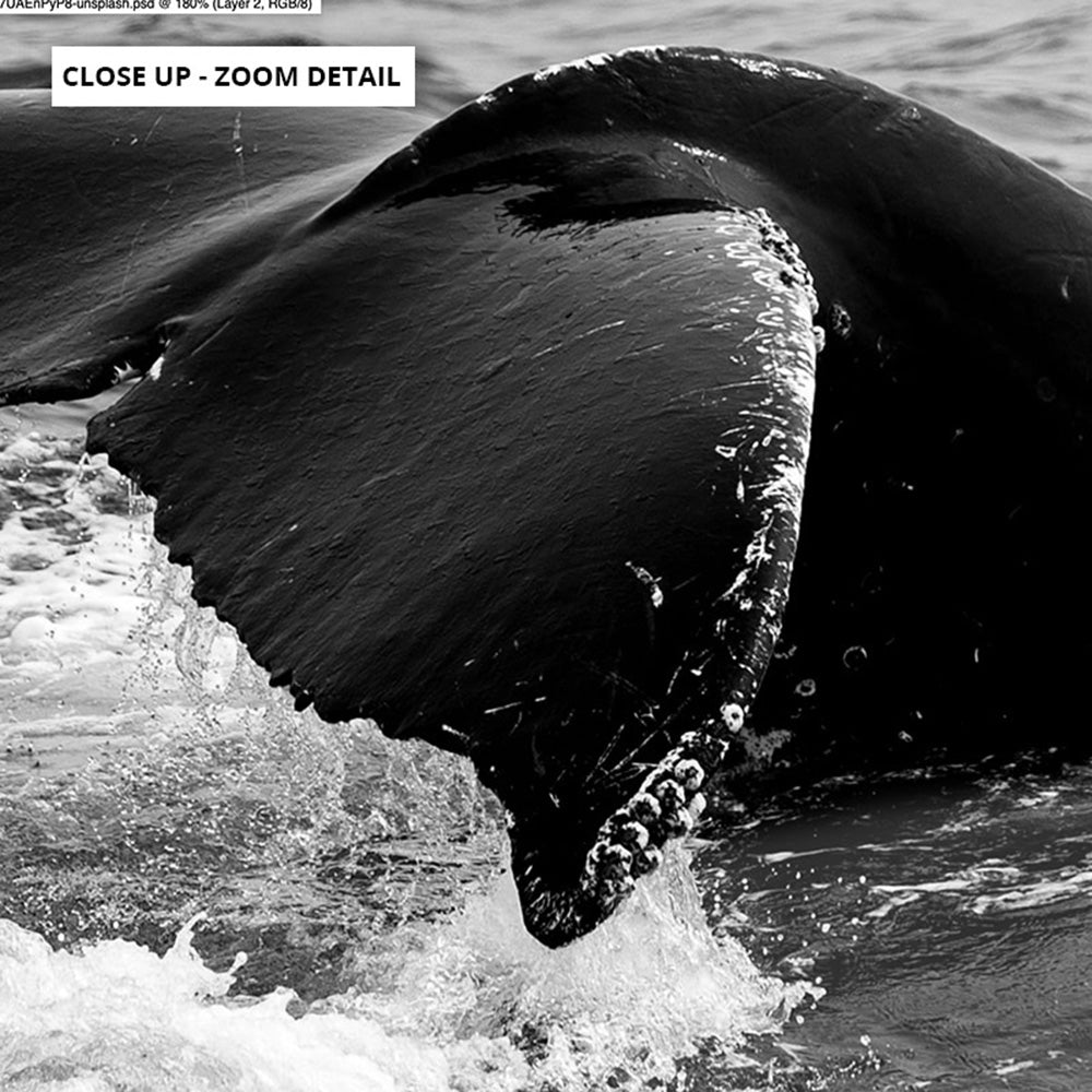 Whale Tail Black & White  - Art Print, Poster, Stretched Canvas or Framed Wall Art, Close up View of Print Resolution