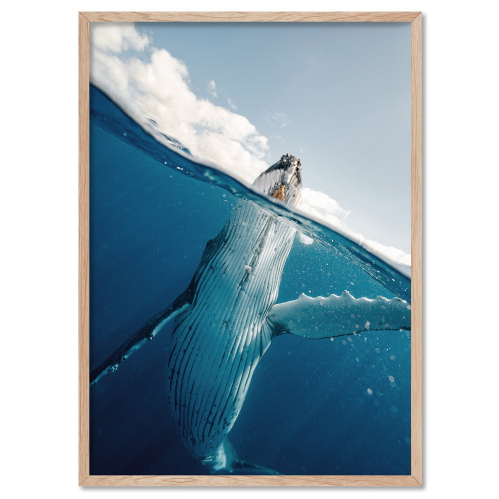 Underwater Humpback Whale I - Art Print, Poster, Stretched Canvas, or Framed Wall Art Print, shown in a natural timber frame