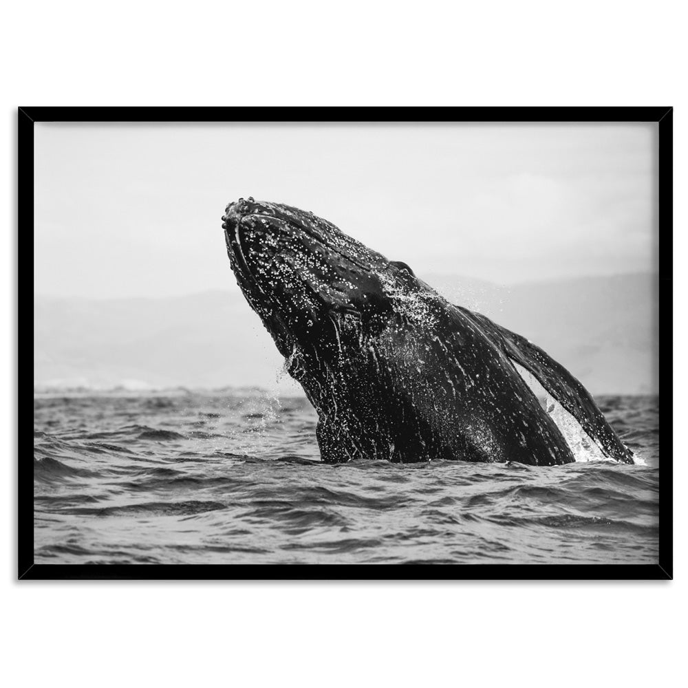 Humpback Whale Breach Landscape - Art Print, Poster, Stretched Canvas, or Framed Wall Art Print, shown in a black frame