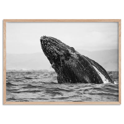 Humpback Whale Breach Landscape - Art Print, Poster, Stretched Canvas, or Framed Wall Art Print, shown in a natural timber frame