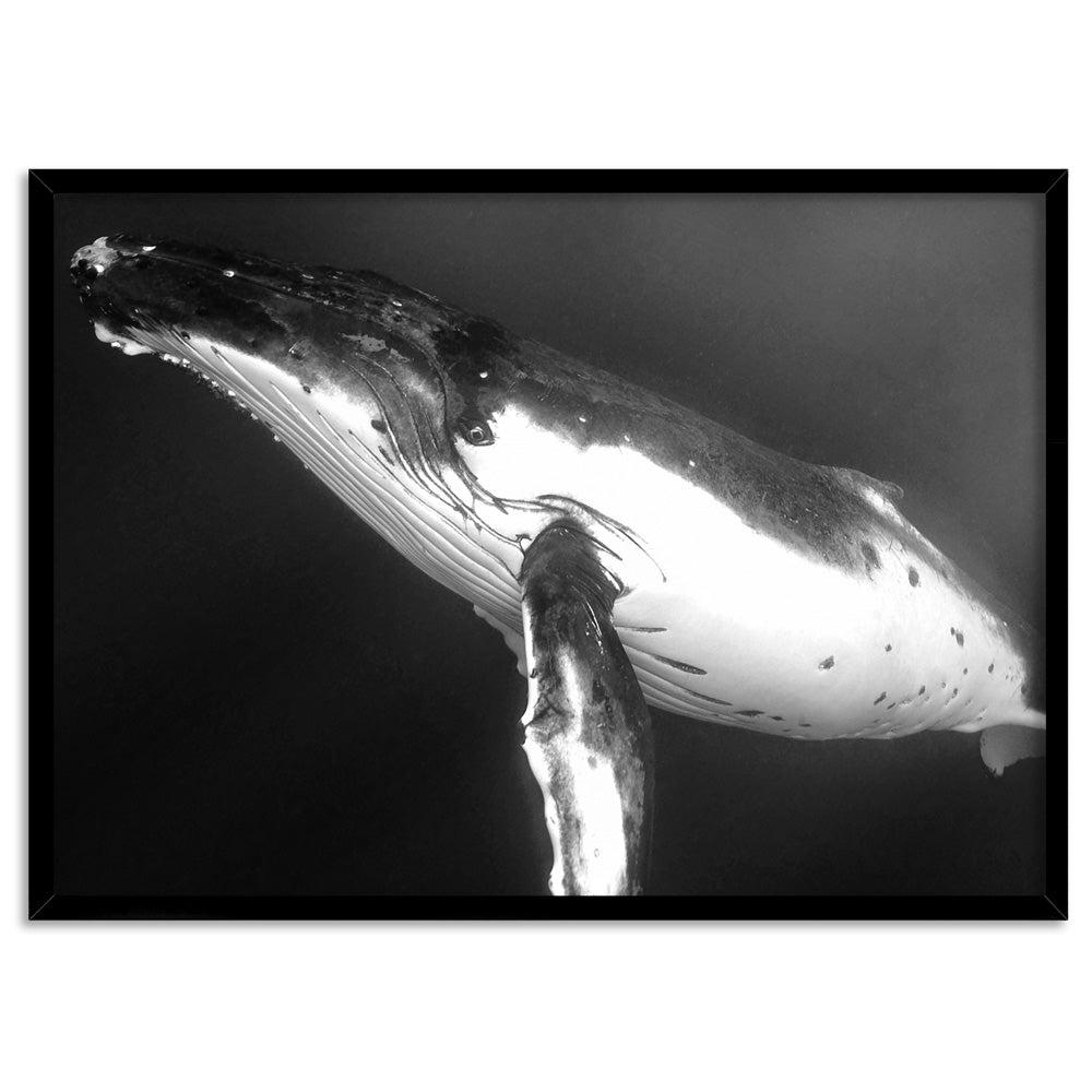 Underwater Humpback Whale Black & White - Art Print, Poster, Stretched Canvas, or Framed Wall Art Print, shown in a black frame