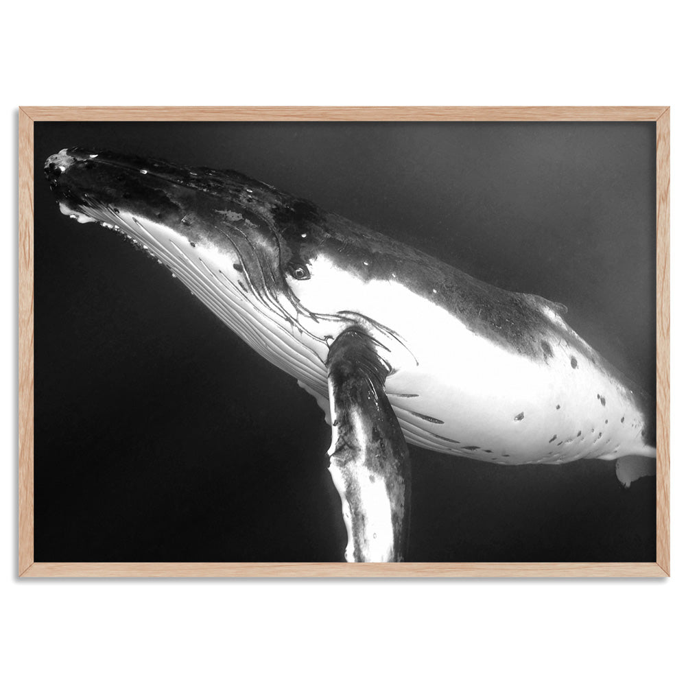 Underwater Humpback Whale Black & White - Art Print, Poster, Stretched Canvas, or Framed Wall Art Print, shown in a natural timber frame