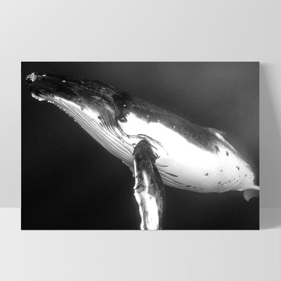 Underwater Humpback Whale Black & White - Art Print, Poster, Stretched Canvas, or Framed Wall Art Print, shown as a stretched canvas or poster without a frame