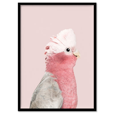 Galah Pink Cockatoo on Blush - Art Print, Poster, Stretched Canvas, or Framed Wall Art Print, shown in a black frame