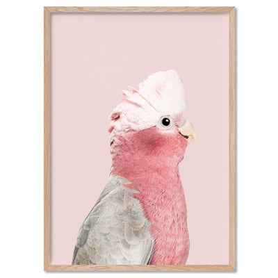 Galah Pink Cockatoo on Blush - Art Print, Poster, Stretched Canvas, or Framed Wall Art Print, shown in a natural timber frame