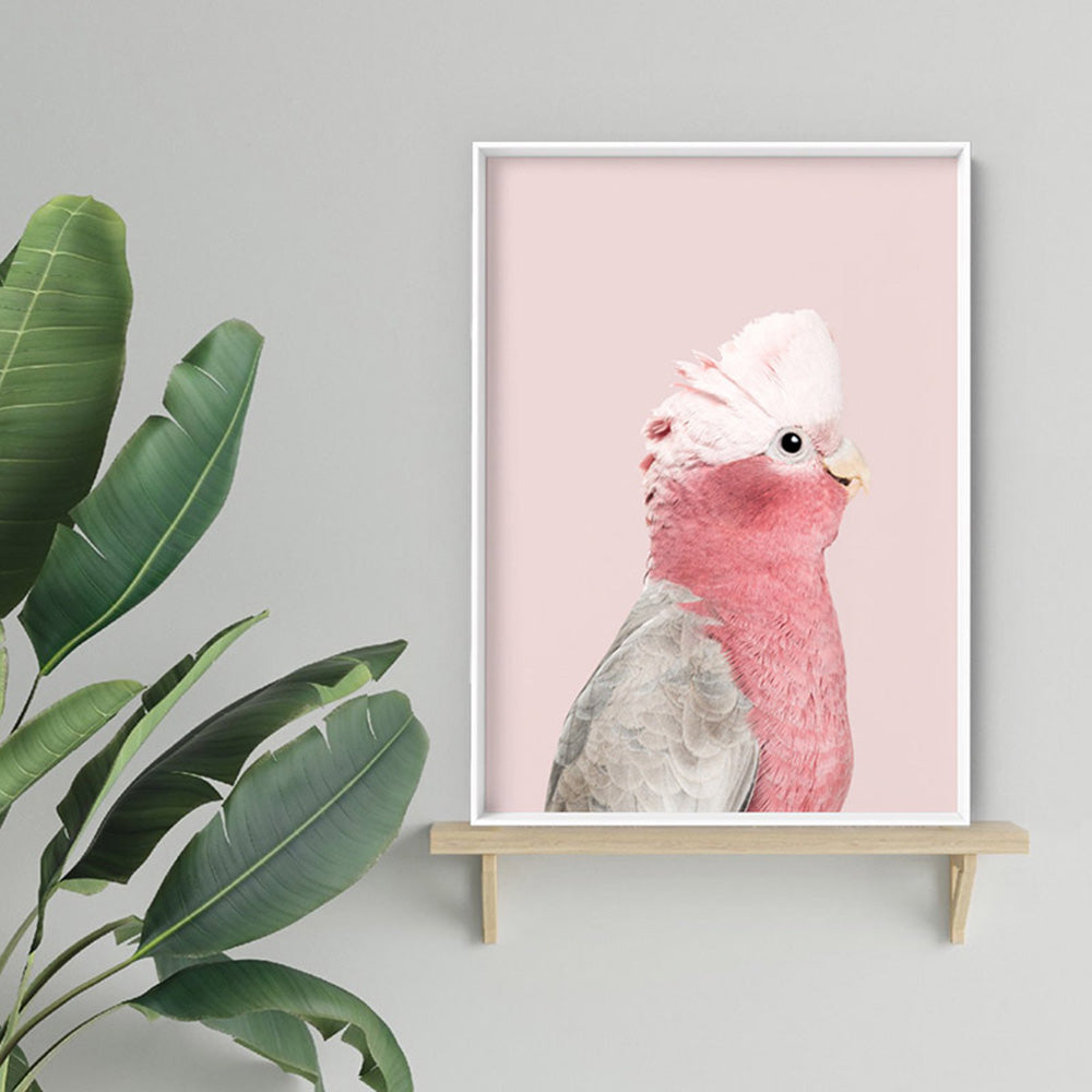 Galah Pink Cockatoo on Blush - Art Print, Poster, Stretched Canvas or Framed Wall Art Prints, shown framed in a room