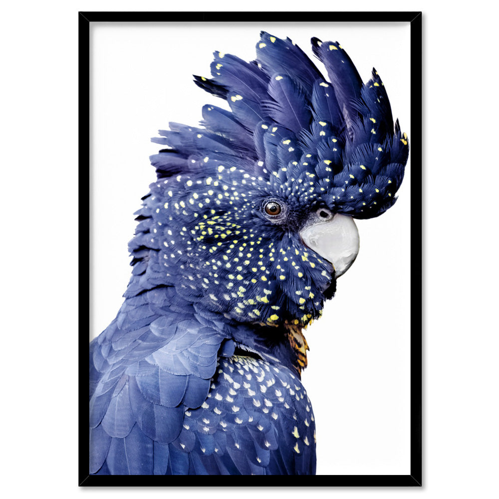 Black Cockatoo (blue tones) II - Art Print, Poster, Stretched Canvas, or Framed Wall Art Print, shown in a black frame