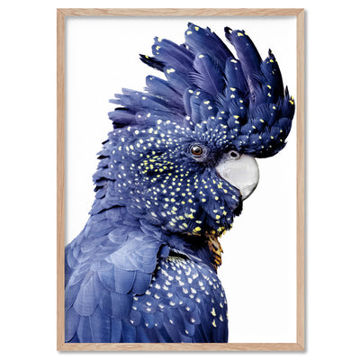Black Cockatoo (blue tones) II - Art Print, Poster, Stretched Canvas, or Framed Wall Art Print, shown in a natural timber frame