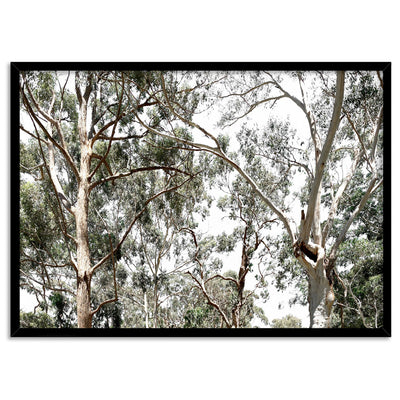 Among the Gumtrees - Art Print, Poster, Stretched Canvas, or Framed Wall Art Print, shown in a black frame