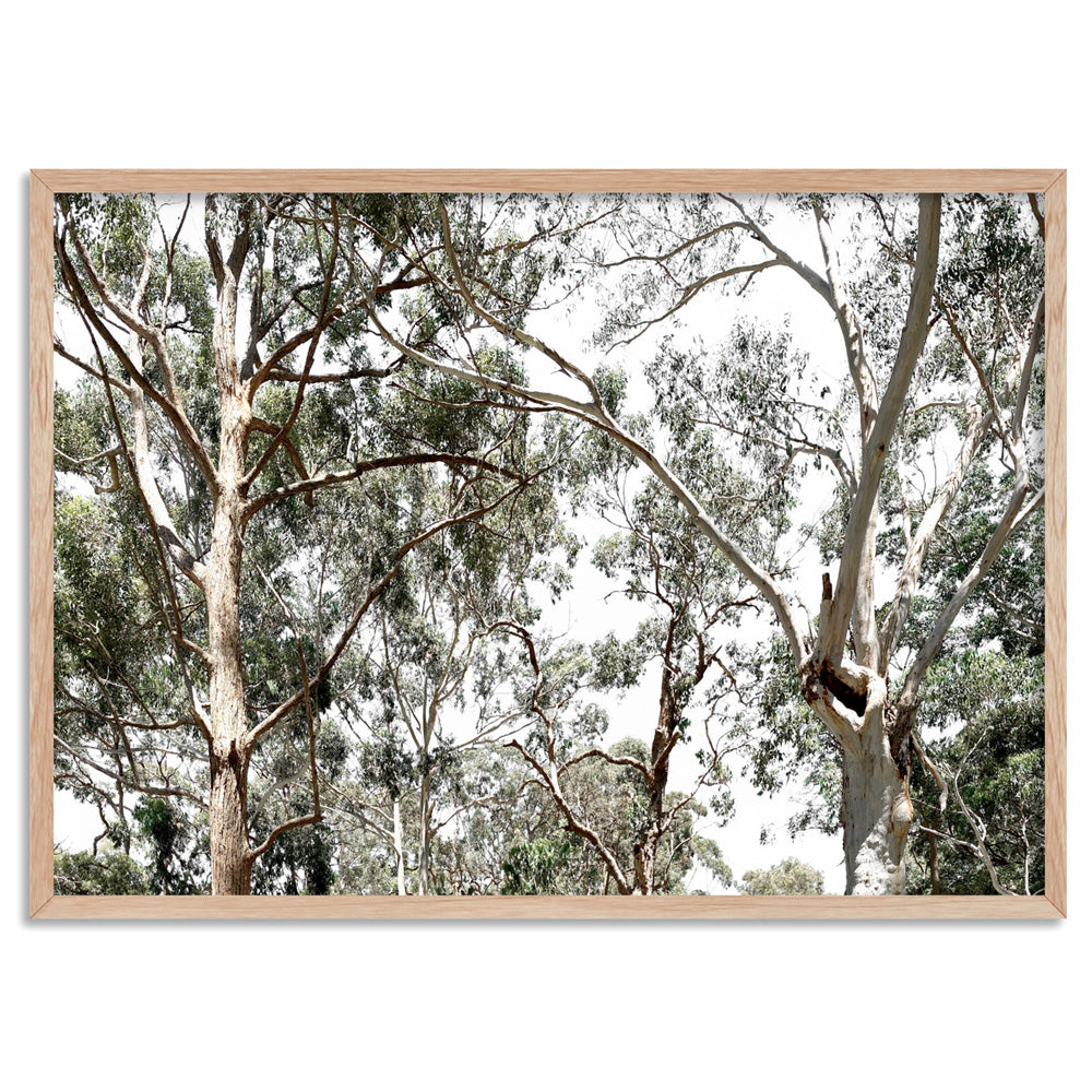 Among the Gumtrees - Art Print, Poster, Stretched Canvas, or Framed Wall Art Print, shown in a natural timber frame