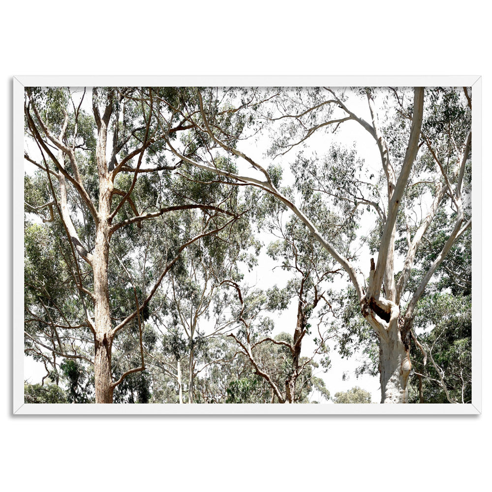Among the Gumtrees - Art Print, Poster, Stretched Canvas, or Framed Wall Art Print, shown in a white frame