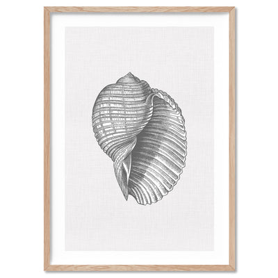 Sea Shells in Grey | Scotch Bonnet - Art Print, Poster, Stretched Canvas, or Framed Wall Art Print, shown in a natural timber frame