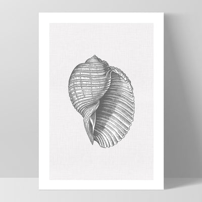 Sea Shells in Grey | Scotch Bonnet - Art Print, Poster, Stretched Canvas, or Framed Wall Art Print, shown as a stretched canvas or poster without a frame