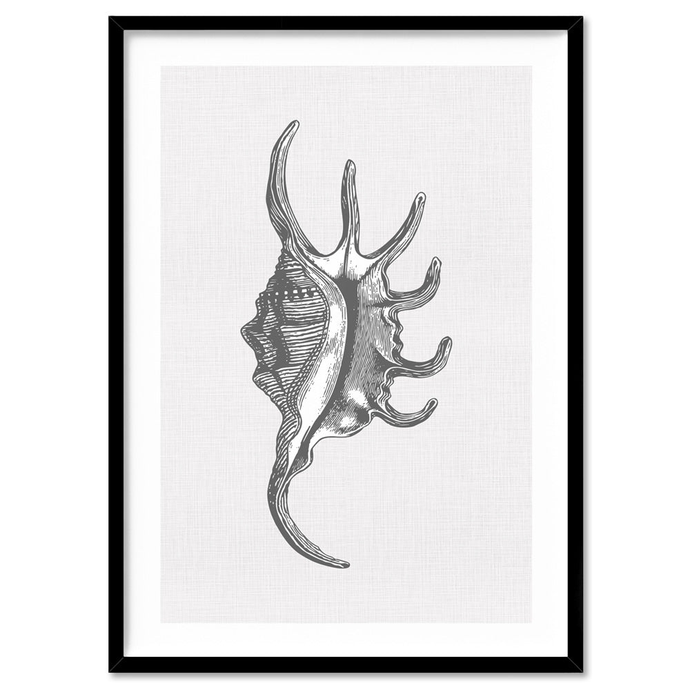 Sea Shells in Grey | Spider Conch  - Art Print, Poster, Stretched Canvas, or Framed Wall Art Print, shown in a black frame