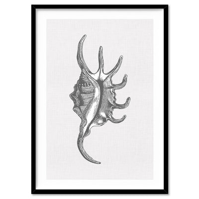 Sea Shells in Grey | Spider Conch  - Art Print, Poster, Stretched Canvas, or Framed Wall Art Print, shown in a black frame