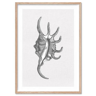 Sea Shells in Grey | Spider Conch  - Art Print, Poster, Stretched Canvas, or Framed Wall Art Print, shown in a natural timber frame