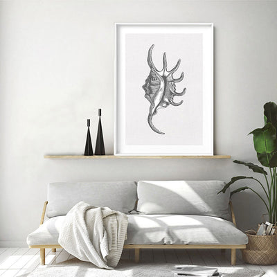 Sea Shells in Grey | Spider Conch  - Art Print, Poster, Stretched Canvas or Framed Wall Art Prints, shown framed in a room