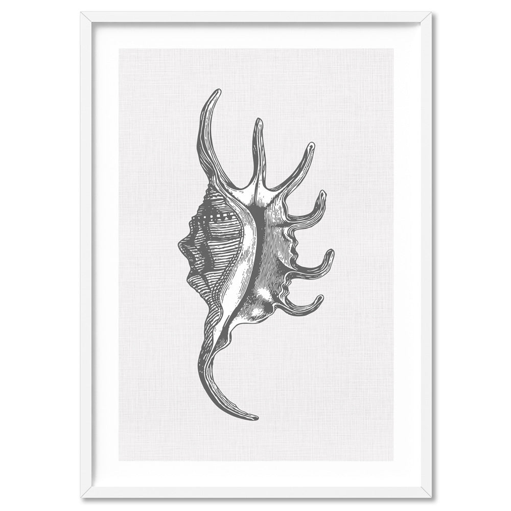 Sea Shells in Grey | Spider Conch  - Art Print, Poster, Stretched Canvas, or Framed Wall Art Print, shown in a white frame