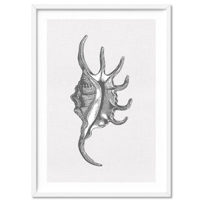 Sea Shells in Grey | Spider Conch  - Art Print, Poster, Stretched Canvas, or Framed Wall Art Print, shown in a white frame