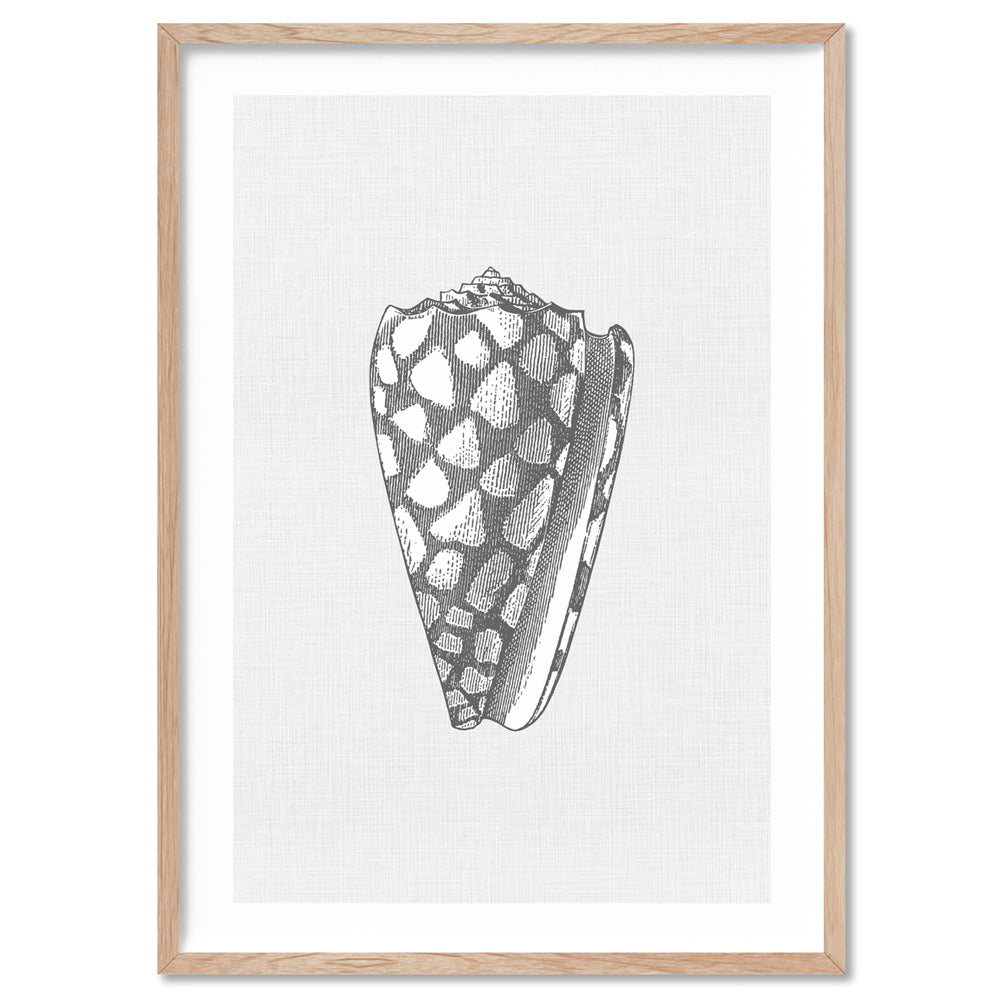Sea Shells in Grey | Cone Shell - Art Print, Poster, Stretched Canvas, or Framed Wall Art Print, shown in a natural timber frame