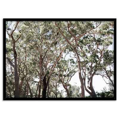 Among the Gumtrees II - Art Print, Poster, Stretched Canvas, or Framed Wall Art Print, shown in a black frame