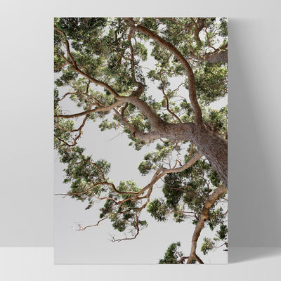 Majestic Gum I - Art Print, Poster, Stretched Canvas, or Framed Wall Art Print, shown as a stretched canvas or poster without a frame