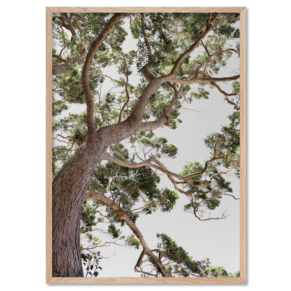 Majestic Gum II - Art Print, Poster, Stretched Canvas, or Framed Wall Art Print, shown in a natural timber frame