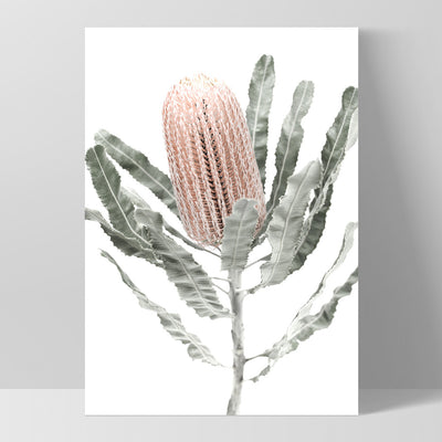 Banksia Pastels II - Art Print, Poster, Stretched Canvas, or Framed Wall Art Print, shown as a stretched canvas or poster without a frame