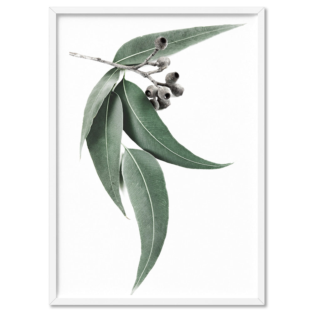 Eucalyptus Leaves & Gumnuts I - Art Print, Poster, Stretched Canvas, or Framed Wall Art Print, shown in a white frame