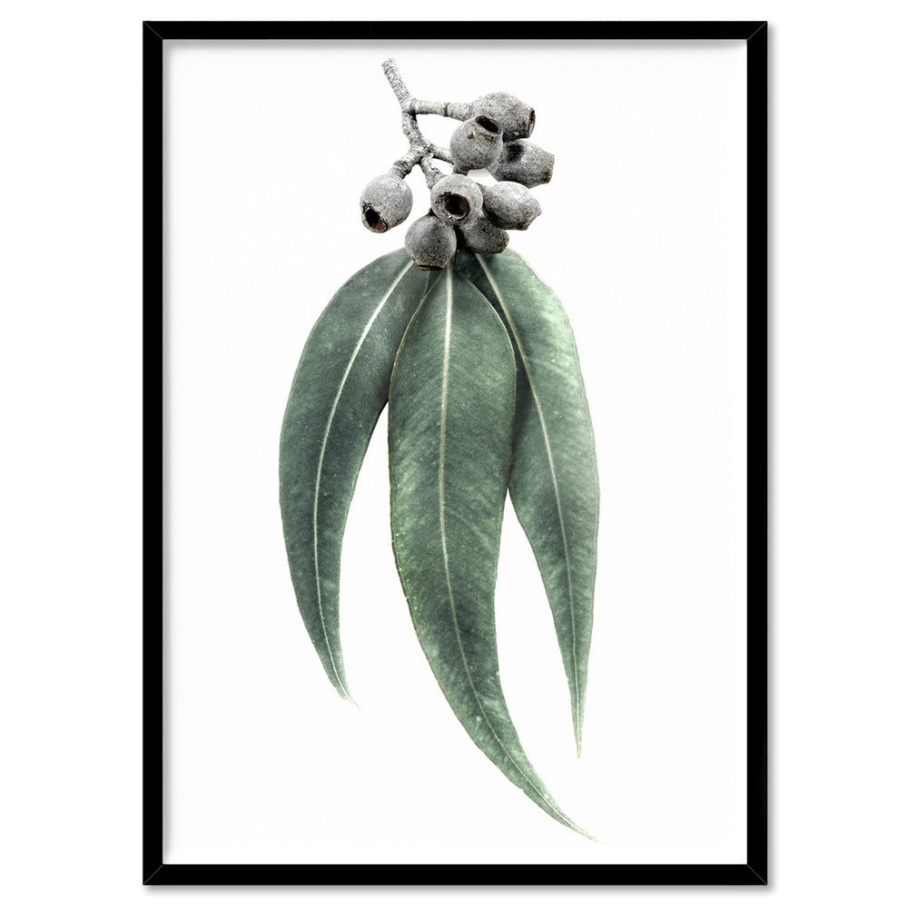 Eucalyptus Leaves & Gumnuts II - Art Print, Poster, Stretched Canvas, or Framed Wall Art Print, shown in a black frame