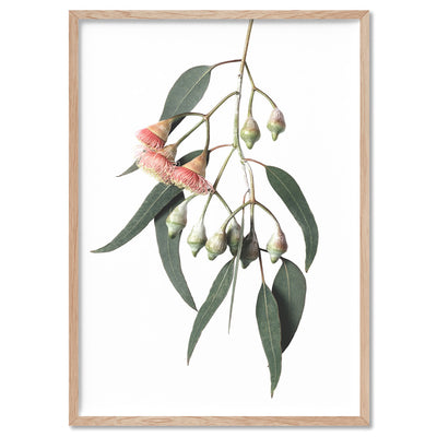 Flowering Eucalyptus in Soft Red - Art Print, Poster, Stretched Canvas, or Framed Wall Art Print, shown in a natural timber frame
