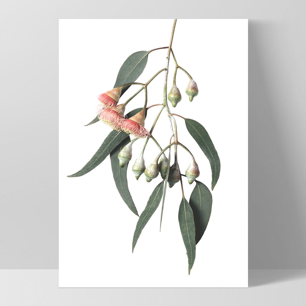 Flowering Eucalyptus in Soft Red - Art Print, Poster, Stretched Canvas, or Framed Wall Art Print, shown as a stretched canvas or poster without a frame