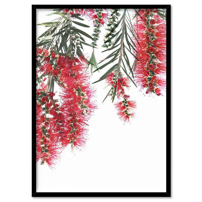 Bottle Brush Flowers II - Art Print, Poster, Stretched Canvas, or Framed Wall Art Print, shown in a black frame