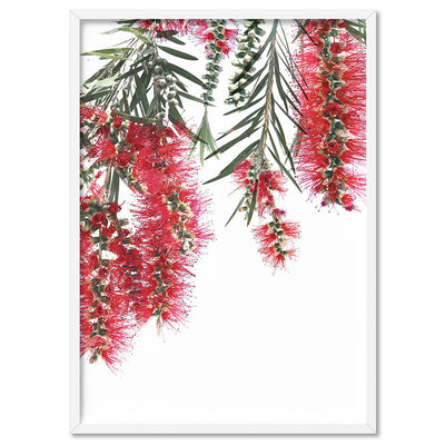 Bottle Brush Flowers II - Art Print, Poster, Stretched Canvas, or Framed Wall Art Print, shown in a white frame