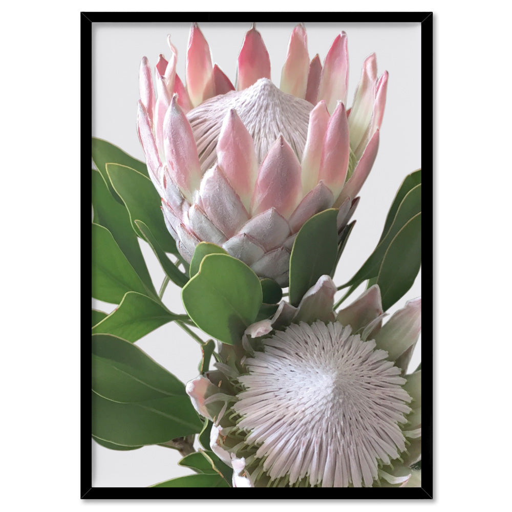 King Proteas in Soft Blush & White - Art Print, Poster, Stretched Canvas, or Framed Wall Art Print, shown in a black frame