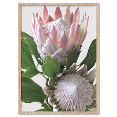 King Proteas in Soft Blush & White - Art Print, Poster, Stretched Canvas, or Framed Wall Art Print, shown in a natural timber frame