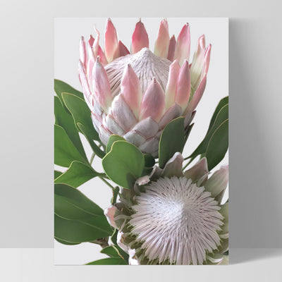 King Proteas in Soft Blush & White - Art Print, Poster, Stretched Canvas, or Framed Wall Art Print, shown as a stretched canvas or poster without a frame